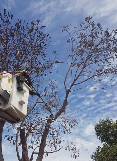 tree pruning adelaide