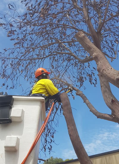 tree removal adelaide